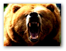 támadó medve
