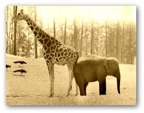 elefánt és zsiráf