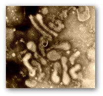 influenza vírus